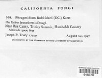 Phragmidium rubi-idaei image